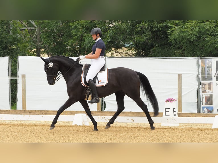 Deutsches Sportpferd Stute 6 Jahre 167 cm Rappe in Illertissen