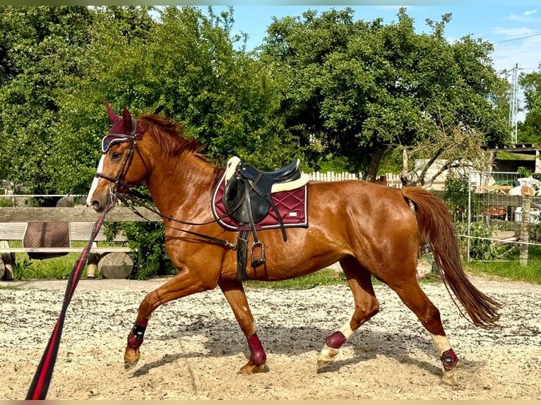 Deutsches Sportpferd Stute 6 Jahre 167 cm in Leipzig