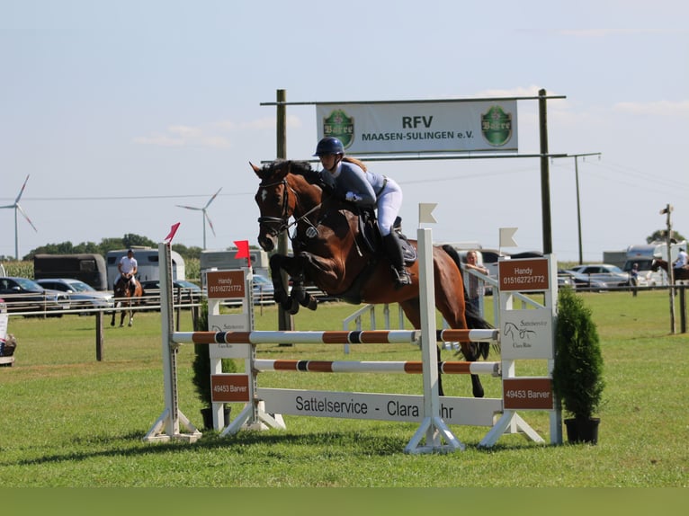 Deutsches Sportpferd Stute 6 Jahre 168 cm Brauner in Stolzenau Deutsches Sportpferd Stute 6 Jahre 168 cm Brauner in Stolzenau