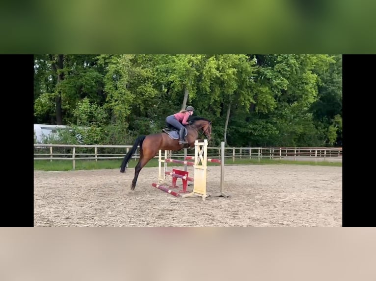 Deutsches Sportpferd Stute 6 Jahre 168 cm Brauner in Stolzenau Deutsches Sportpferd Stute 6 Jahre 168 cm Brauner in Stolzenau