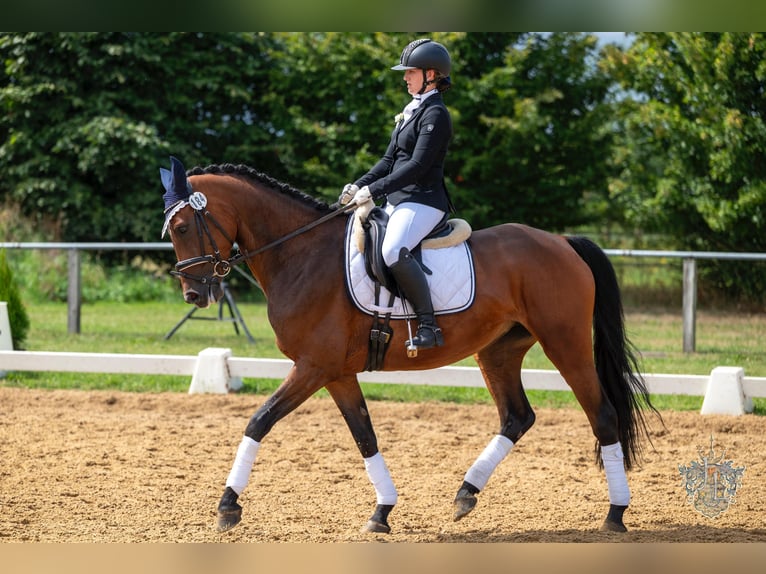 Deutsches Sportpferd Stute 6 Jahre 168 cm Brauner in Stolzenau Deutsches Sportpferd Stute 6 Jahre 168 cm Brauner in Stolzenau