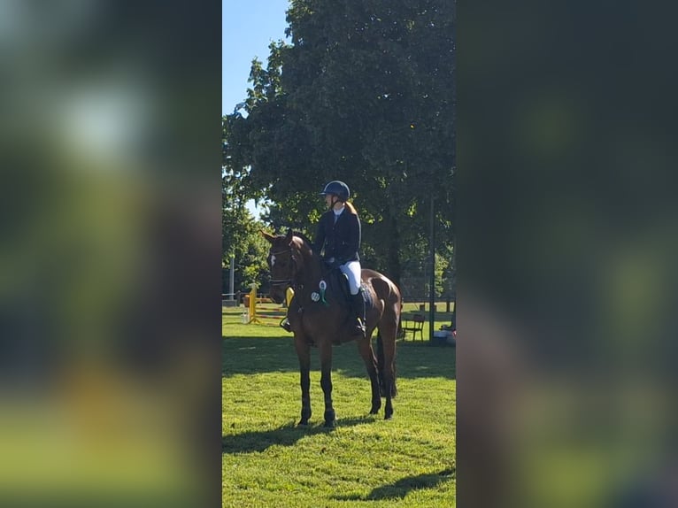 Deutsches Sportpferd Stute 6 Jahre 168 cm Brauner in Stolzenau Deutsches Sportpferd Stute 6 Jahre 168 cm Brauner in Stolzenau
