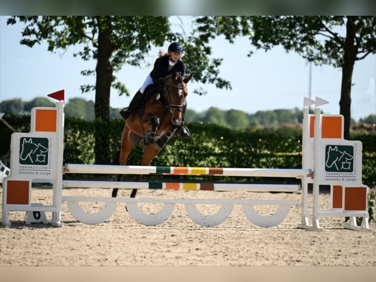 Deutsches Sportpferd Stute 6 Jahre 168 cm Brauner in Stolzenau Deutsches Sportpferd Stute 6 Jahre 168 cm Brauner in Stolzenau