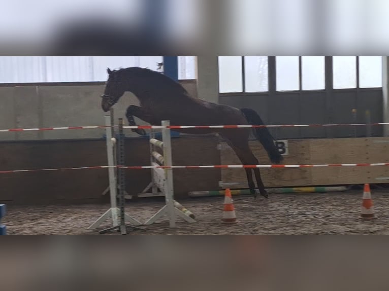 Deutsches Sportpferd Stute 6 Jahre 168 cm Brauner in Stolzenau Deutsches Sportpferd Stute 6 Jahre 168 cm Brauner in Stolzenau