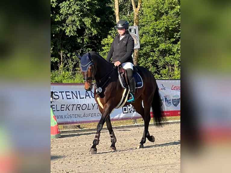 Deutsches Sportpferd Stute 6 Jahre 168 cm Brauner in Hattstedt