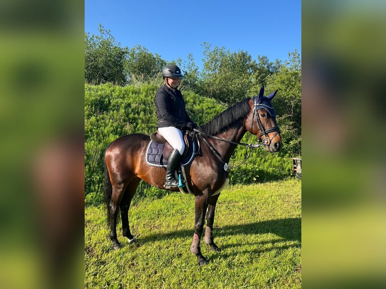 Deutsches Sportpferd Stute 6 Jahre 168 cm Brauner in Hattstedt