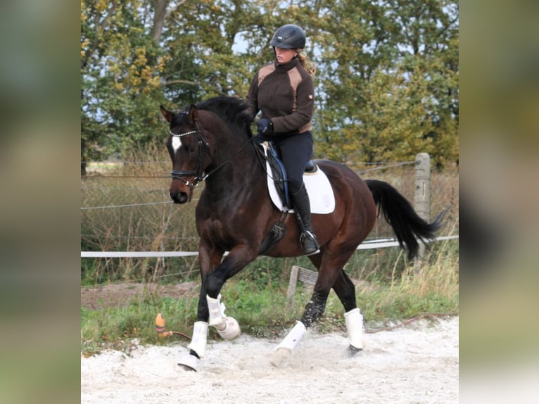 Deutsches Sportpferd Stute 6 Jahre 168 cm Brauner in Sperenberg