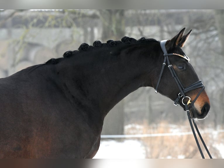 Deutsches Sportpferd Stute 6 Jahre 168 cm Dunkelbrauner in Kamern