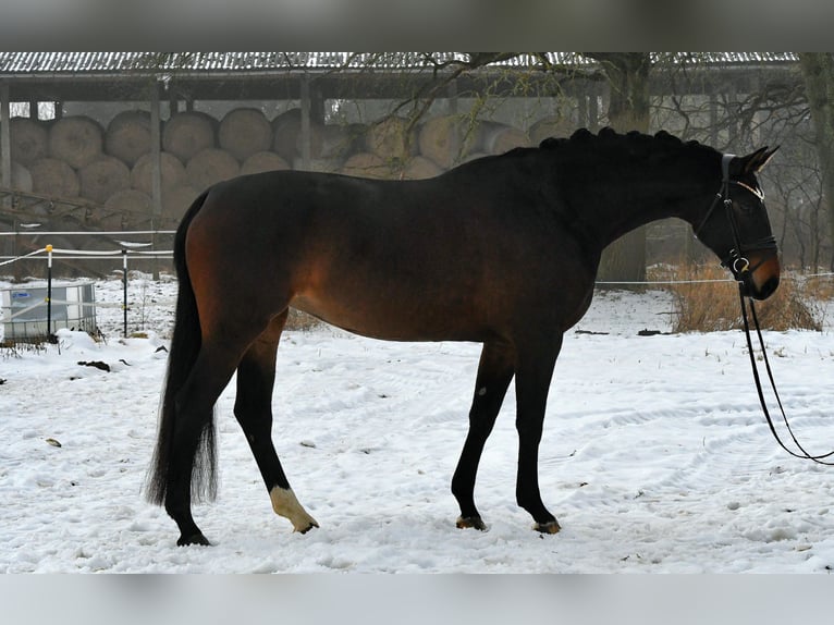 Deutsches Sportpferd Stute 6 Jahre 168 cm Dunkelbrauner in Kamern