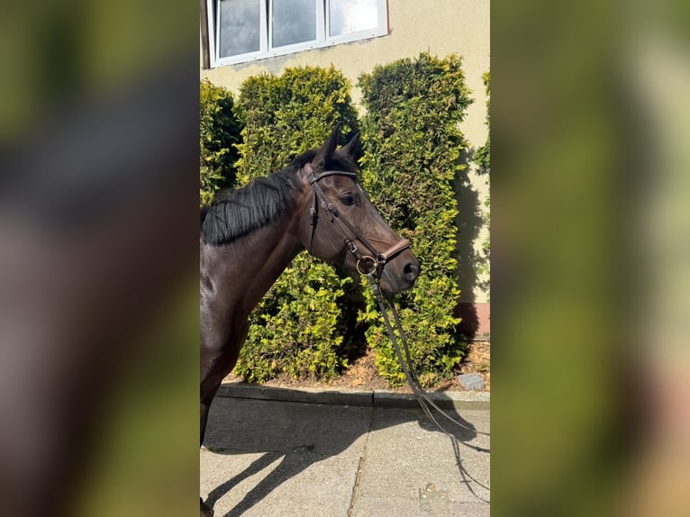 Deutsches Sportpferd Stute 6 Jahre 168 cm Dunkelbrauner in Greiz