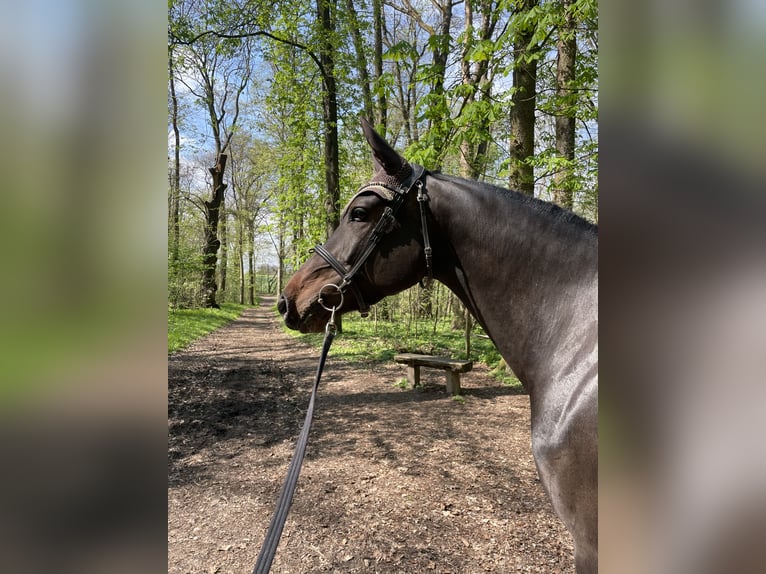 Deutsches Sportpferd Stute 6 Jahre 168 cm Dunkelbrauner in Greiz