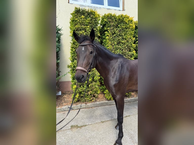 Deutsches Sportpferd Stute 6 Jahre 168 cm Dunkelbrauner in Greiz