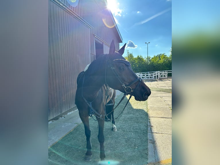 Deutsches Sportpferd Stute 6 Jahre 168 cm Dunkelbrauner in Greiz