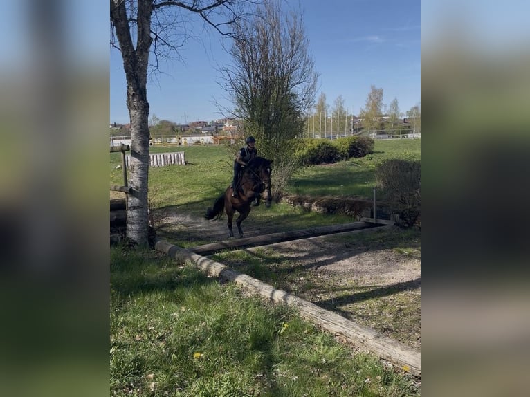 Deutsches Sportpferd Stute 6 Jahre 168 cm Dunkelbrauner in Aurach