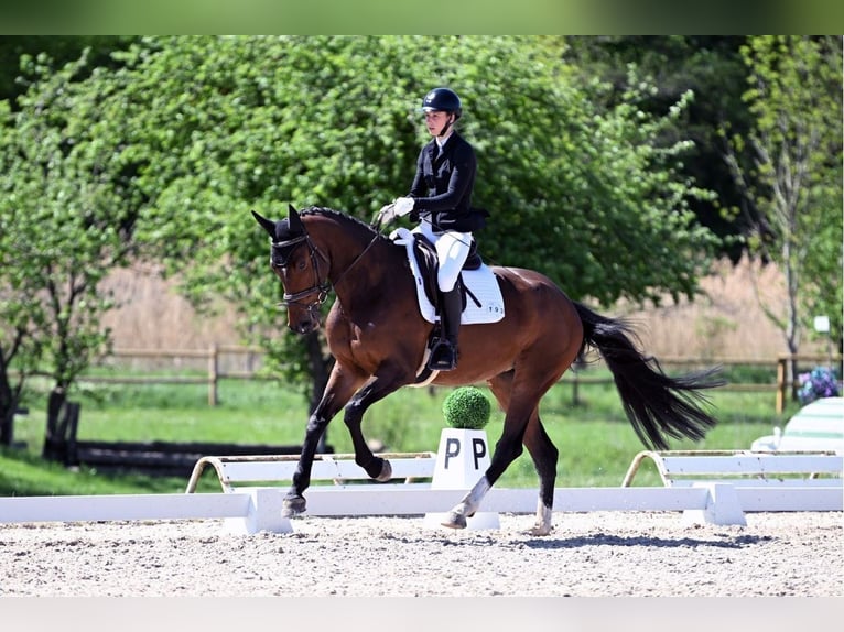 Deutsches Sportpferd Stute 6 Jahre 168 cm Dunkelbrauner in Aurach