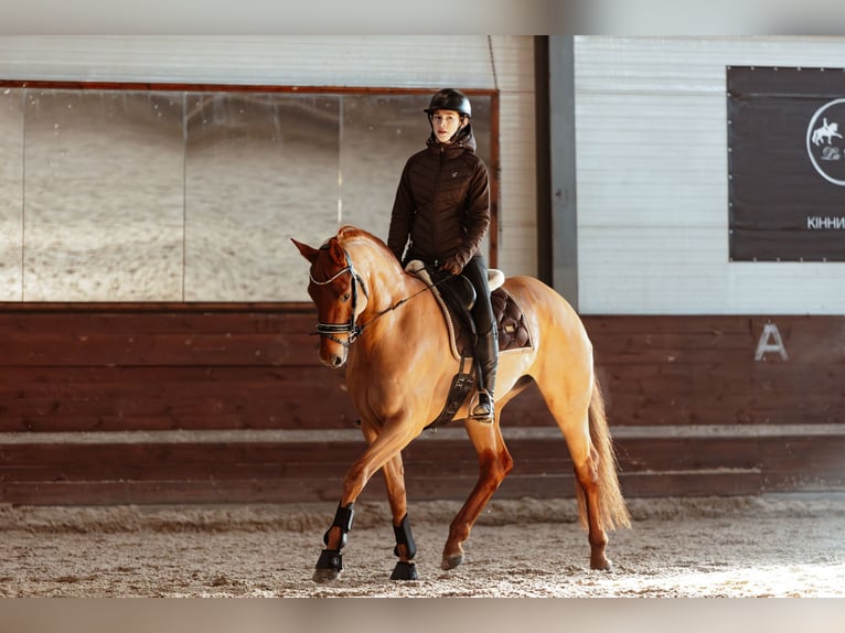 Deutsches Sportpferd Stute 6 Jahre 168 cm Dunkelfuchs in Munich