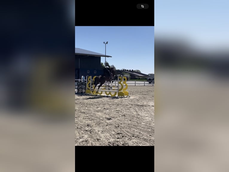Deutsches Sportpferd Stute 6 Jahre 168 cm Dunkelfuchs in Vechta