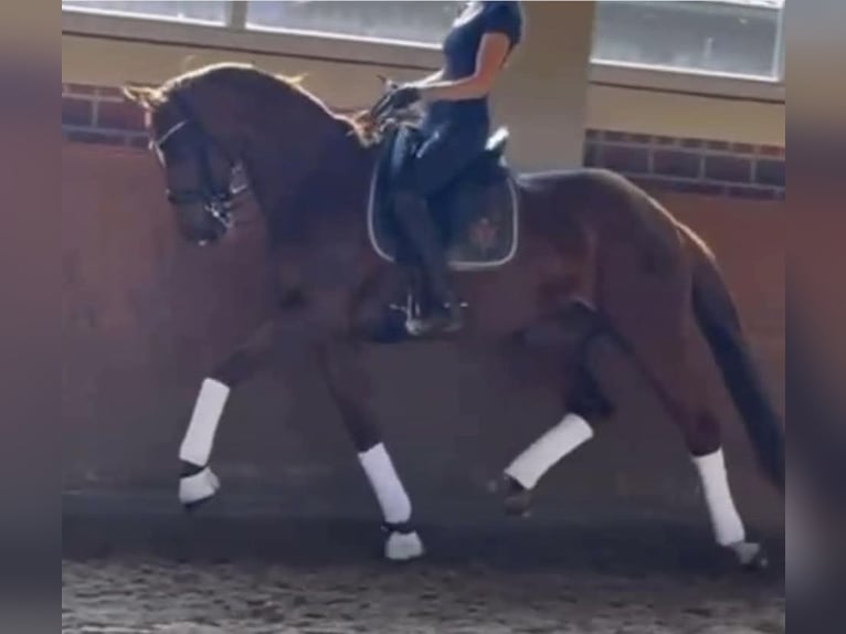 Deutsches Sportpferd Stute 6 Jahre 168 cm Fuchs in Lienen