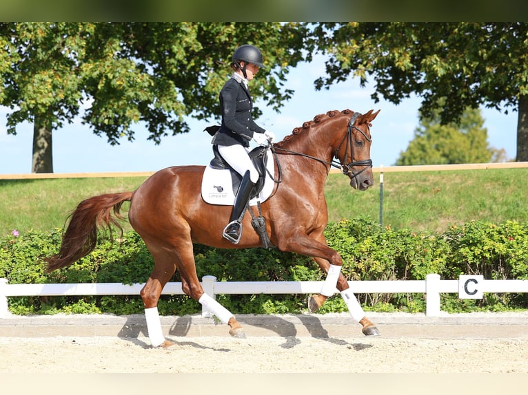 Deutsches Sportpferd Stute 6 Jahre 168 cm Fuchs in Gomadingen