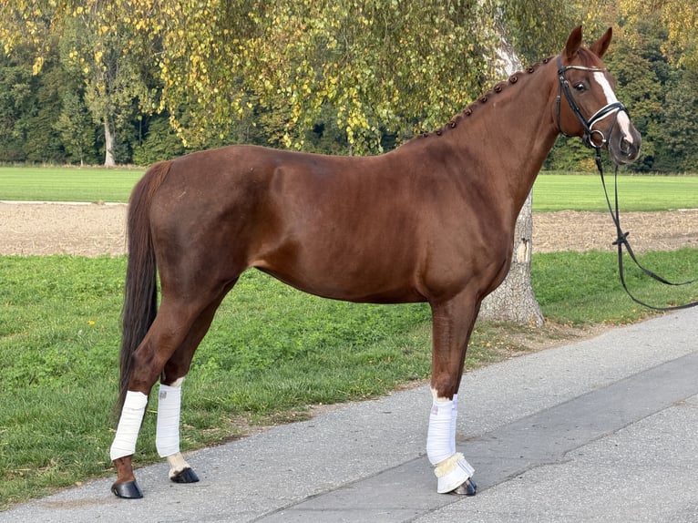 Deutsches Sportpferd Stute 6 Jahre 168 cm Fuchs in Riedlingen