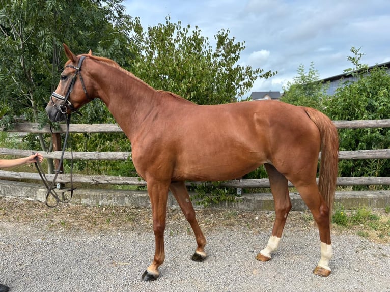 Deutsches Sportpferd Stute 6 Jahre 168 cm Fuchs in Grevenbroich