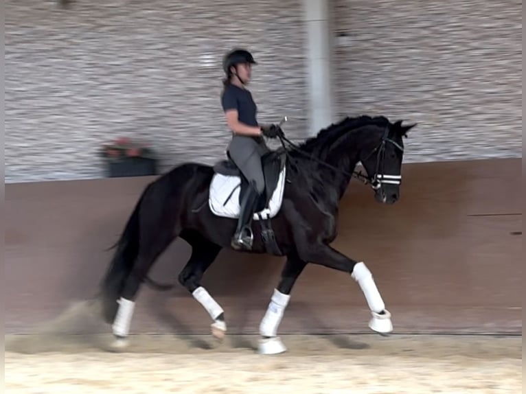 Deutsches Sportpferd Stute 6 Jahre 168 cm Rappe in Wehringen