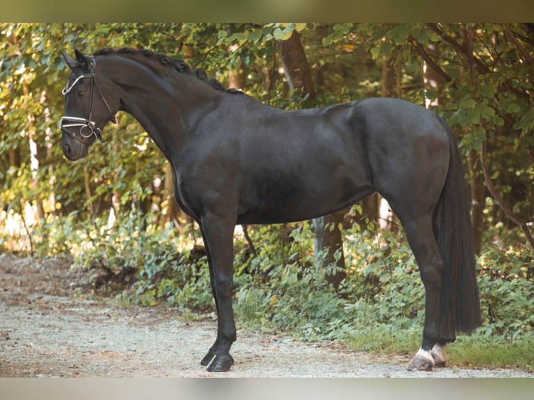 Deutsches Sportpferd Stute 6 Jahre 168 cm Rappe in Wehringen