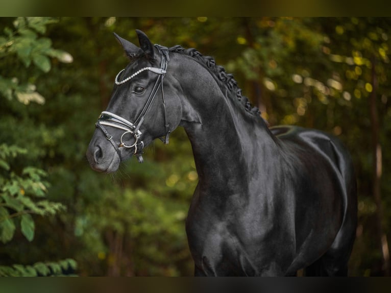 Deutsches Sportpferd Stute 6 Jahre 168 cm Rappe in Wehringen
