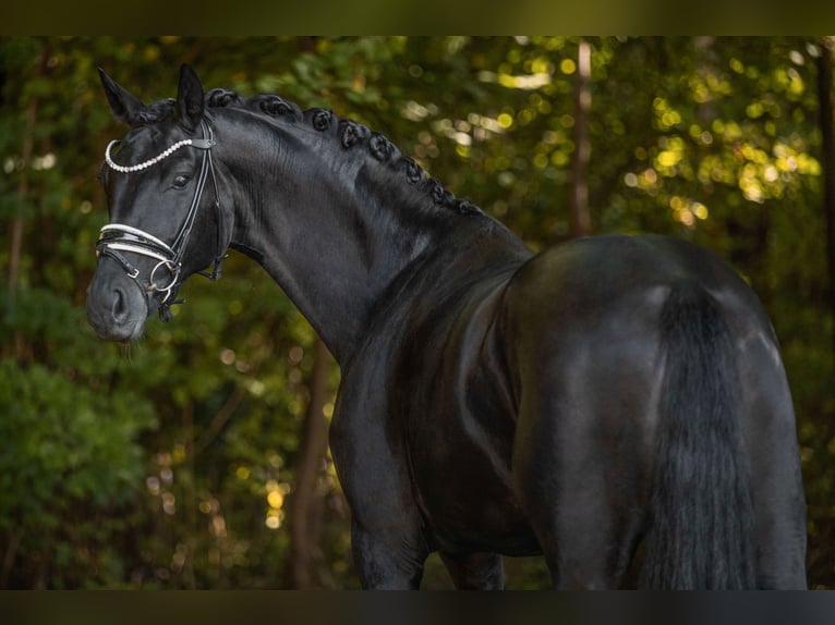 Deutsches Sportpferd Stute 6 Jahre 168 cm Rappe in Wehringen