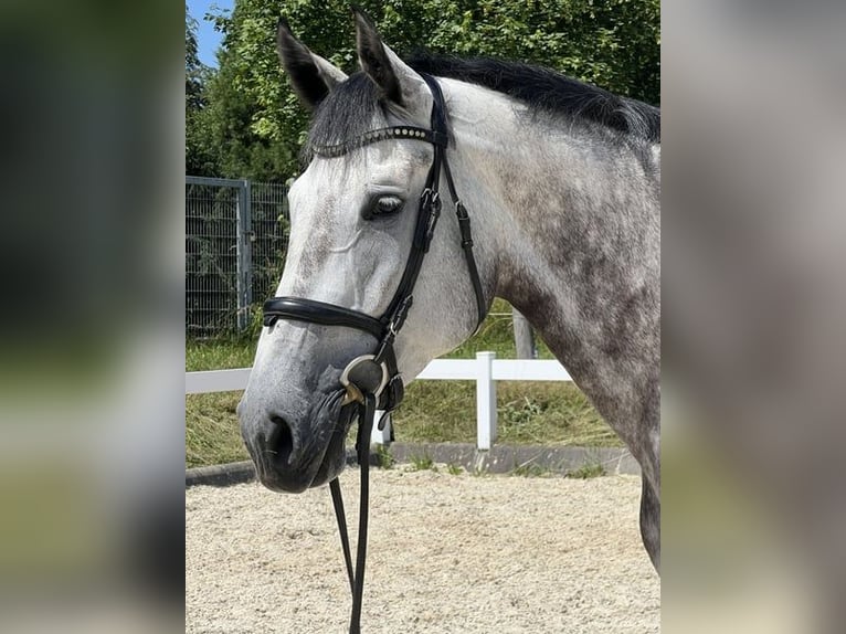 Deutsches Sportpferd Stute 6 Jahre 168 cm Schimmel in Metzingen