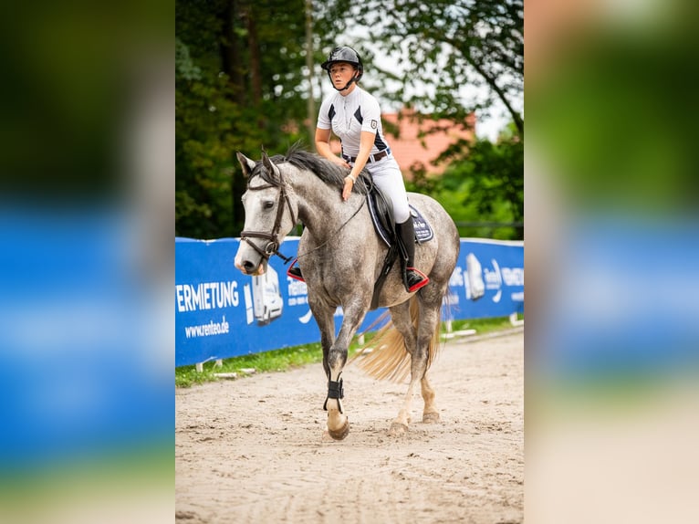 Deutsches Sportpferd Stute 6 Jahre 168 cm Schimmel in Blankenheim