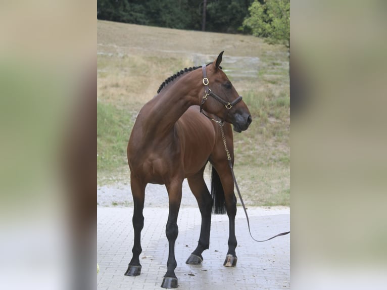 Deutsches Sportpferd Stute 6 Jahre 168 cm  in Erharting