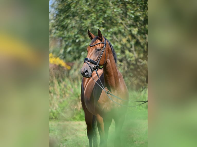Deutsches Sportpferd Stute 6 Jahre 169 cm Brauner in Zossen OT Horstfelde