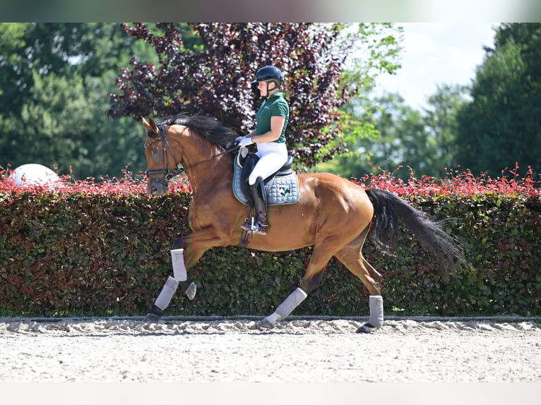 Deutsches Sportpferd Stute 6 Jahre 169 cm Brauner in Zossen OT Horstfelde
