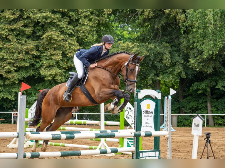 Deutsches Sportpferd Stute 6 Jahre 169 cm Brauner in Döbeln