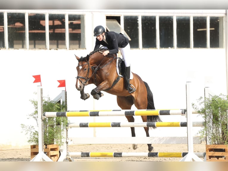 Deutsches Sportpferd Stute 6 Jahre 169 cm Brauner in Borgholzhausen