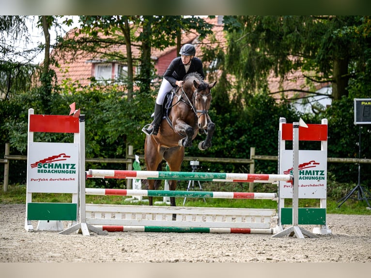 Deutsches Sportpferd Stute 6 Jahre 169 cm Brauner in Borgholzhausen