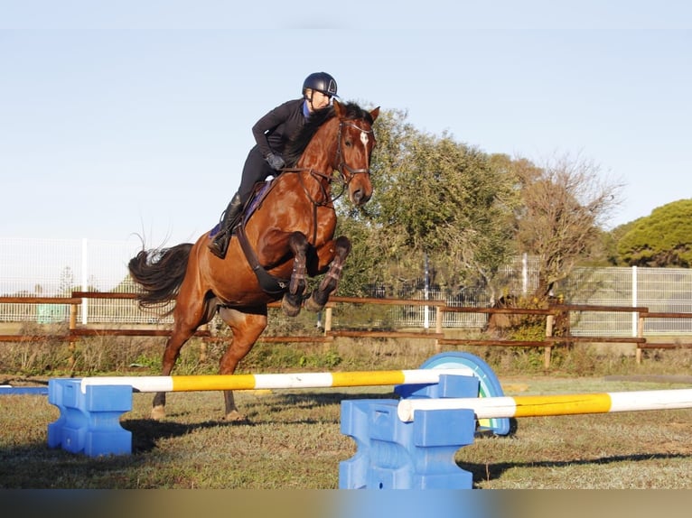 Deutsches Sportpferd Stute 6 Jahre 169 cm Brauner in Lörrach