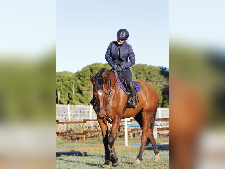Deutsches Sportpferd Stute 6 Jahre 169 cm Brauner in Lörrach