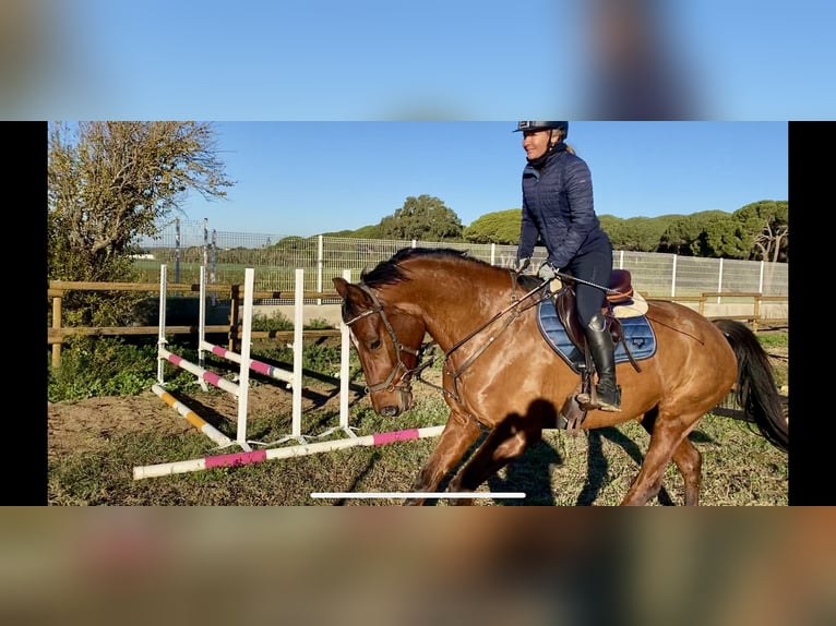 Deutsches Sportpferd Stute 6 Jahre 169 cm Brauner in Lörrach