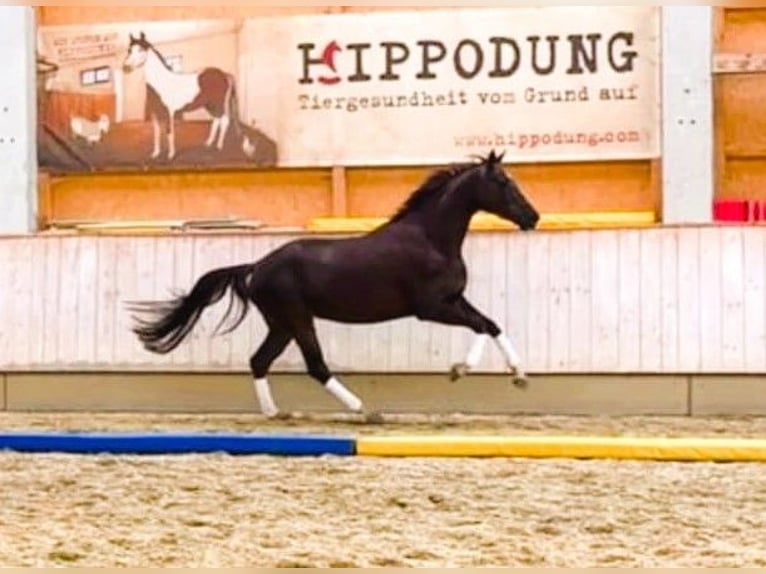 Deutsches Sportpferd Stute 6 Jahre 169 cm Dunkelfuchs in Karlsfeld