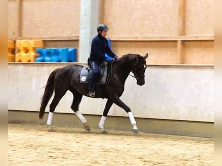 Deutsches Sportpferd Stute 6 Jahre 169 cm Dunkelfuchs in Karlsfeld