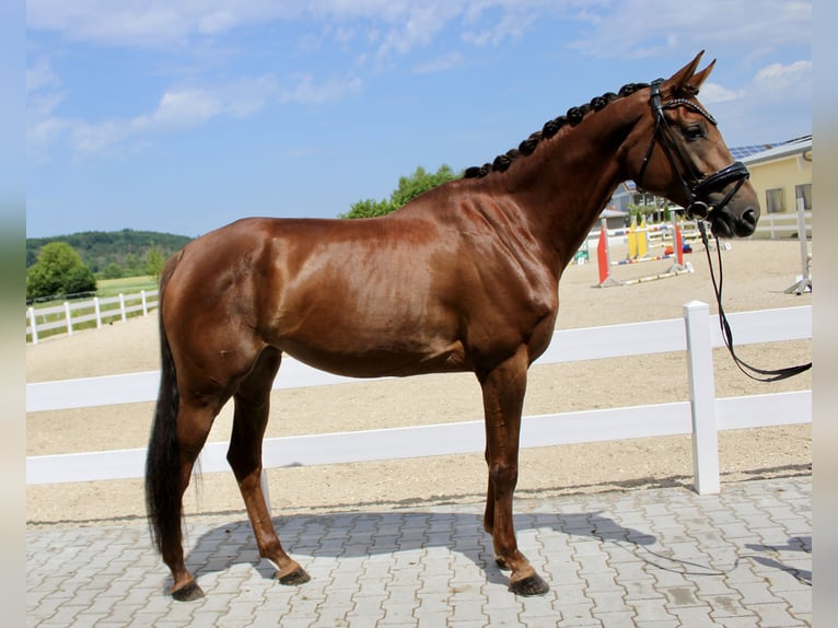 Deutsches Sportpferd Stute 6 Jahre 169 cm Dunkelfuchs in Ebenweiler
