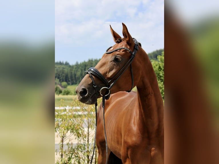 Deutsches Sportpferd Stute 6 Jahre 169 cm Dunkelfuchs in Ebenweiler