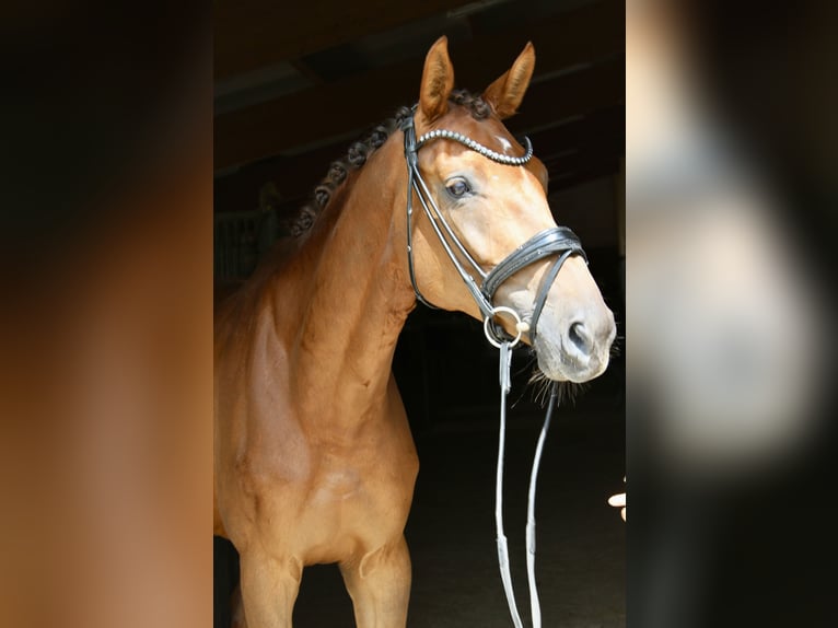 Deutsches Sportpferd Stute 6 Jahre 169 cm Dunkelfuchs in Ebenweiler