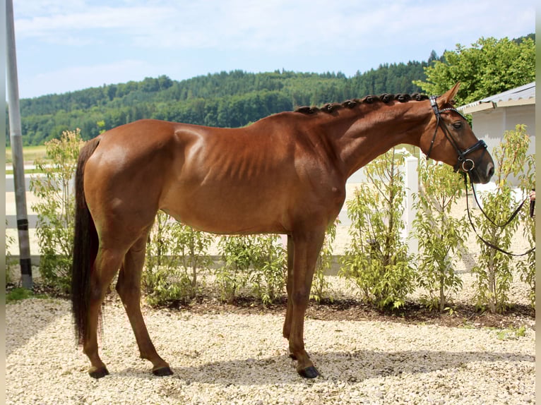 Deutsches Sportpferd Stute 6 Jahre 169 cm Dunkelfuchs in Ebenweiler