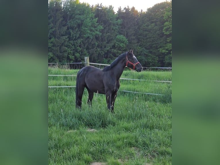 Deutsches Sportpferd Stute 6 Jahre 169 cm Rappe in Bad Birnbach