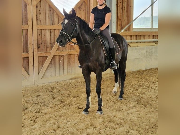 Deutsches Sportpferd Stute 6 Jahre 169 cm Rappe in Bad Birnbach