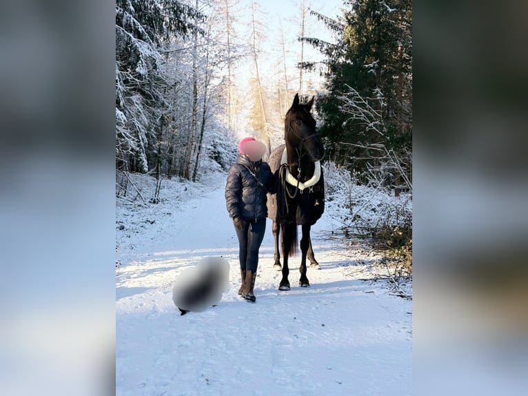 Deutsches Sportpferd Stute 6 Jahre 169 cm Rappe in Maisach