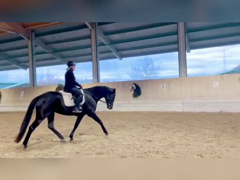 Deutsches Sportpferd Stute 6 Jahre 169 cm Rappe in Maisach